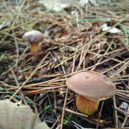 Casa De Verdes - In De Bergantinos