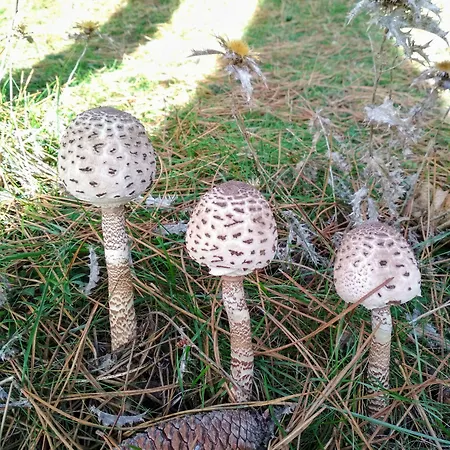 Casa De Verdes - In De Bergantinos Hotel 3*