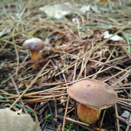 Casa De Verdes - In De Bergantinos San Pelayo